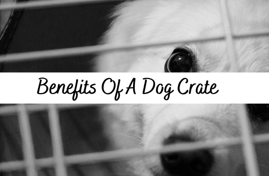 Benefits Of A Dog Cage