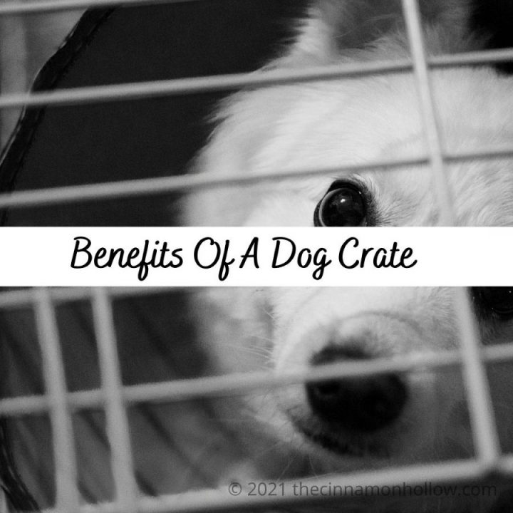 Benefits Of A Dog Cage