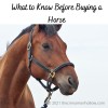What to Know Before Buying a Horse