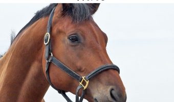 What to Know Before Buying a Horse