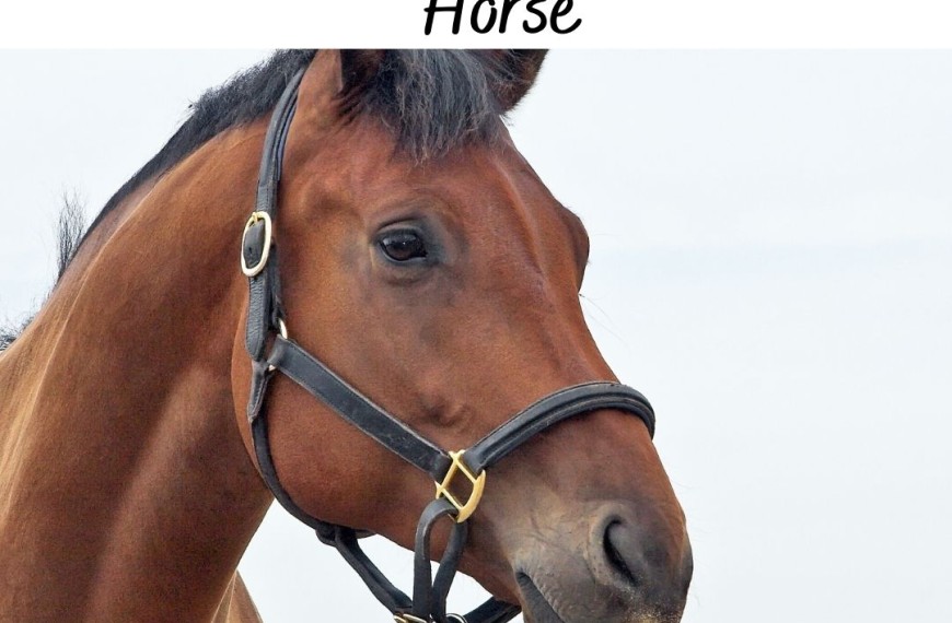 What to Know Before Buying a Horse