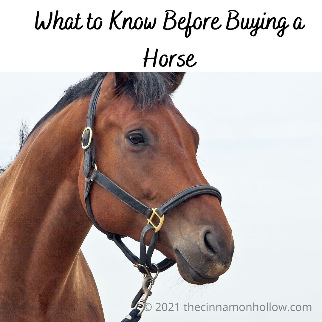 What To Know Before Becoming Horse Owners