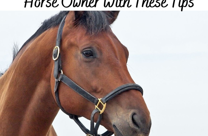 Being A Horse Owner