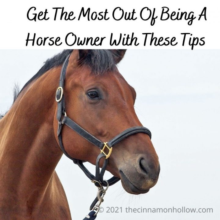 Get The Most Out Of Being Horse Owners With These Tips