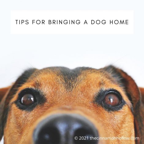 Tips For Bringing A Dog Home