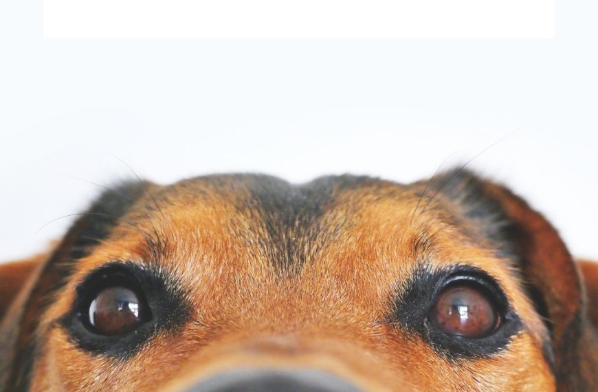 Tips For Bringing A Dog Home