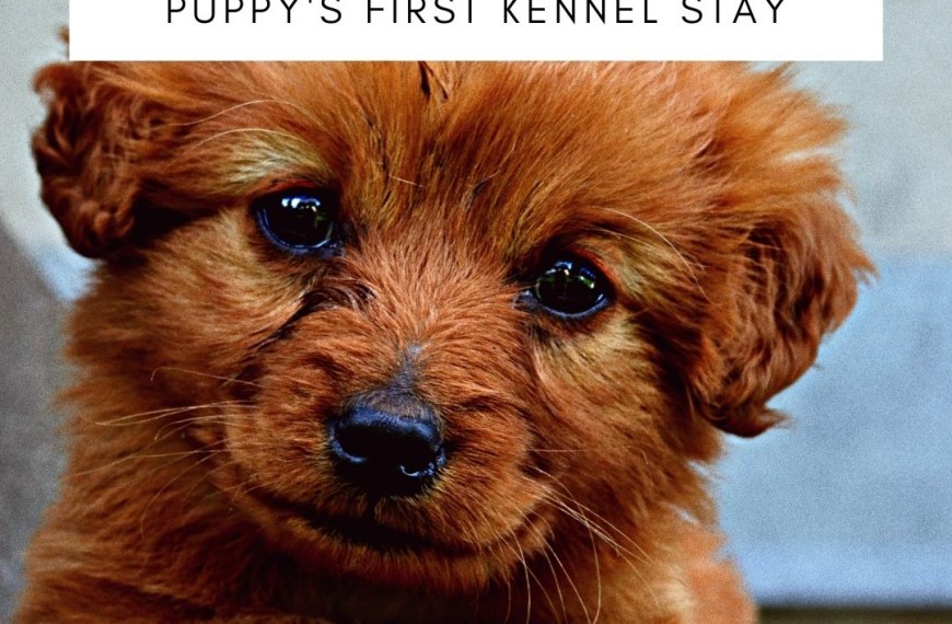 What To Do Before Your Puppy's First Kennel Stay