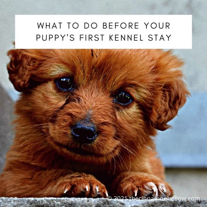 What To Do Before Your Puppy's First Kennel Stay