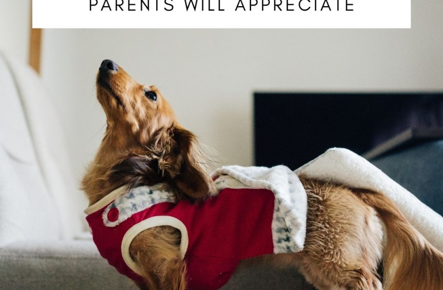 5 Winter Accessories Pet Parents Will Appreciate
