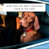 Keep Your Dog Calm in the Car