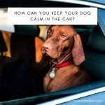 How Can You Keep Your Dog Calm In The Car?