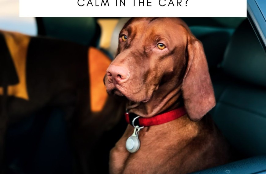 Keep Your Dog Calm in the Car