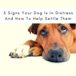 5 Signs Your Dog Is In Distress And How To Help Settle Them