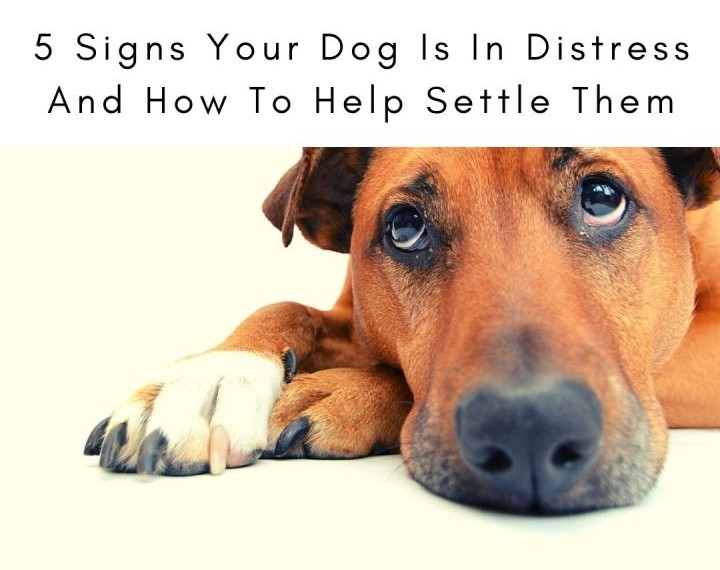 Dog Is In Distress