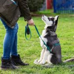 Why Is Obedience Training The Most Important Part Of Dog Ownership?