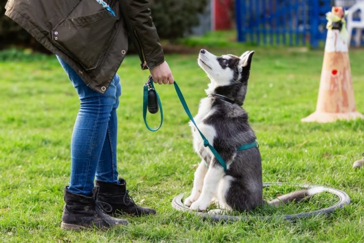 Why Is Obedience Training The Most Important Part Of Dog Ownership?