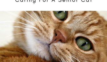 Senior Cat