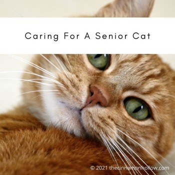 Caring For A Senior Cat