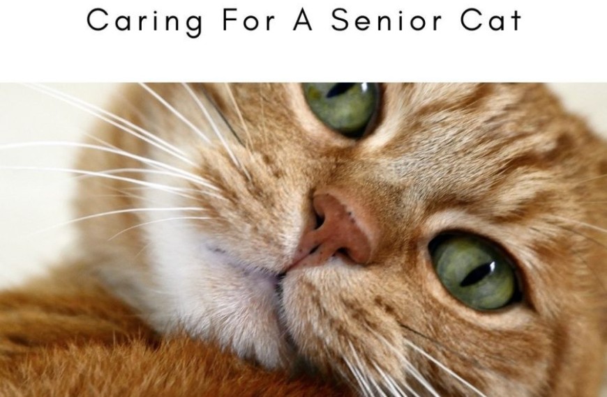 Senior Cat