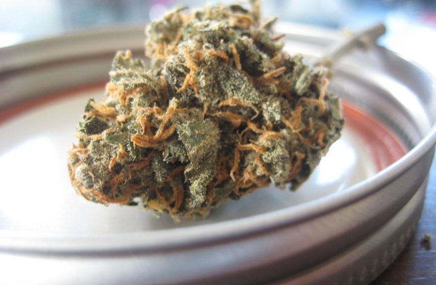 Hemp flowers