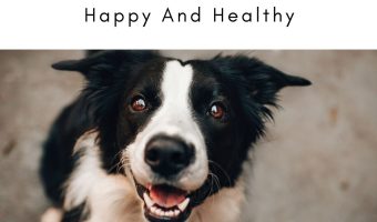 4 Ways To Help Keep Your Dog Happy And Healthy