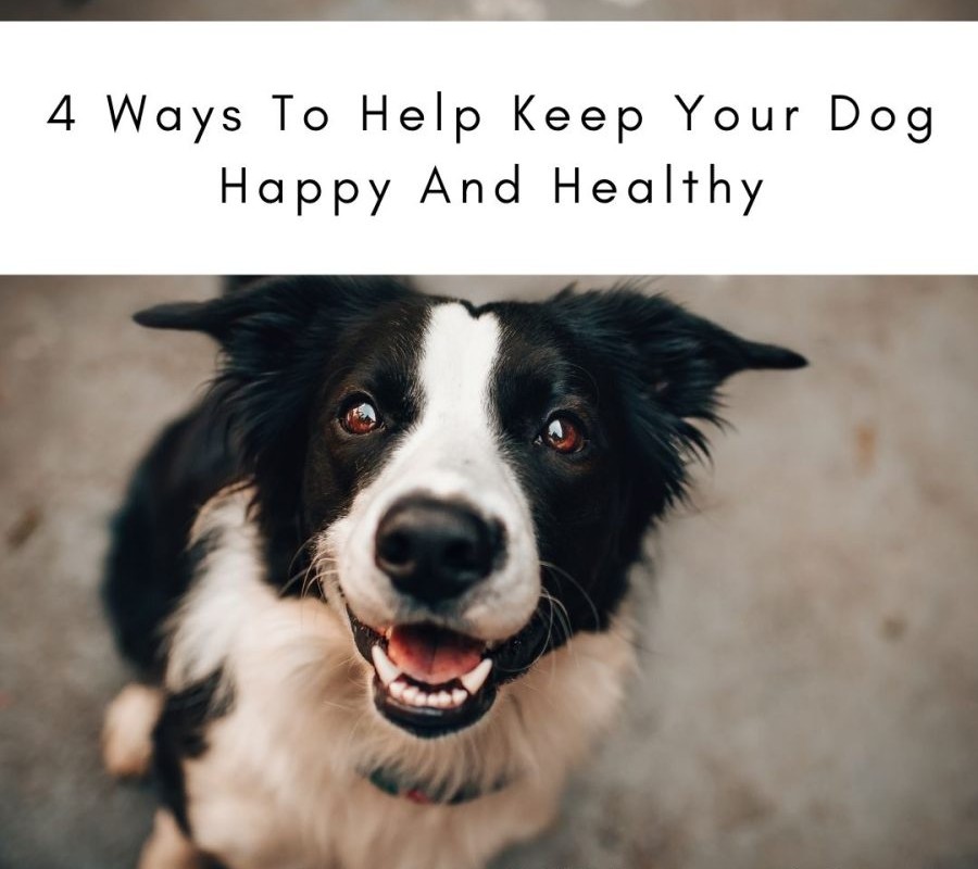 4 Ways To Help Keep Your Dog Happy And Healthy