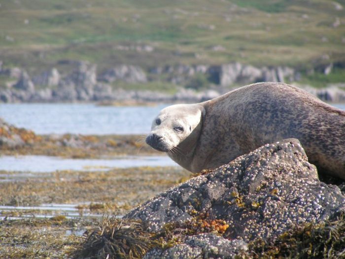 Best of Islay Autumn Wildlife