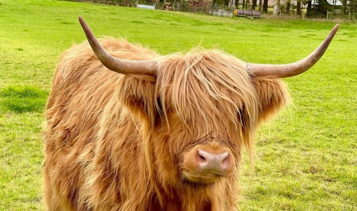 Wilderness Scotland Autumn Highlands Wildlife