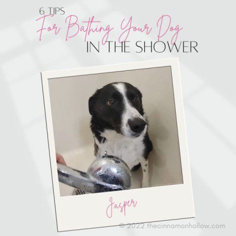 6 Tips For Bathing Your Dog In The Shower