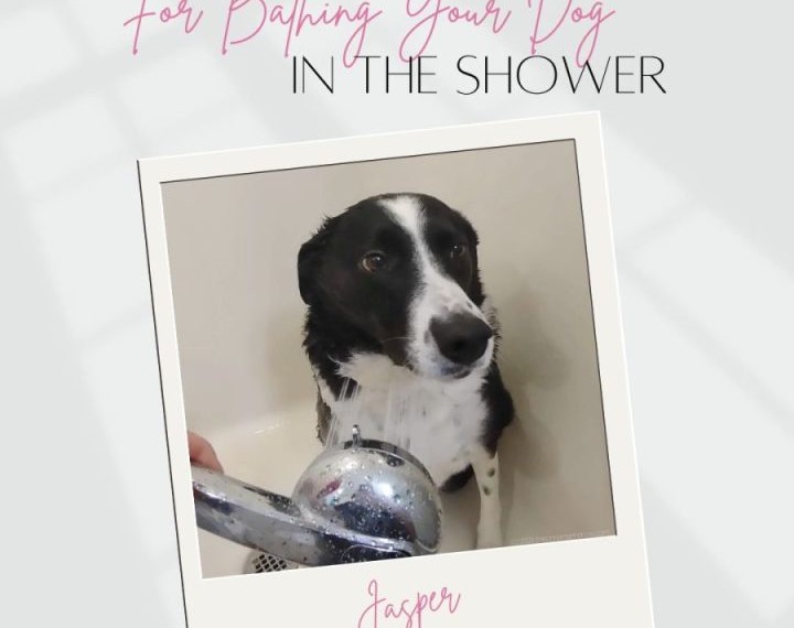 6 Tips For Bathing Your Dog In The Shower