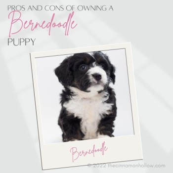 Bernedoodle Puppies: Pros & Cons To Owning This Type Of Dog
