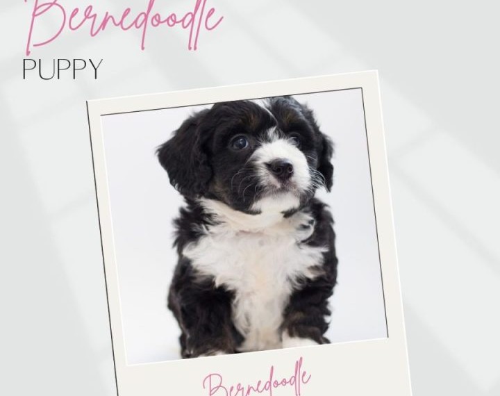 Bernedoodle
