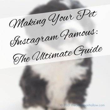 Making Your Pet Instagram Famous