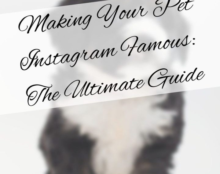 Making Your Pet Instagram Famous