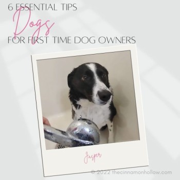 6 Essential Tips For First Time Dog Owners