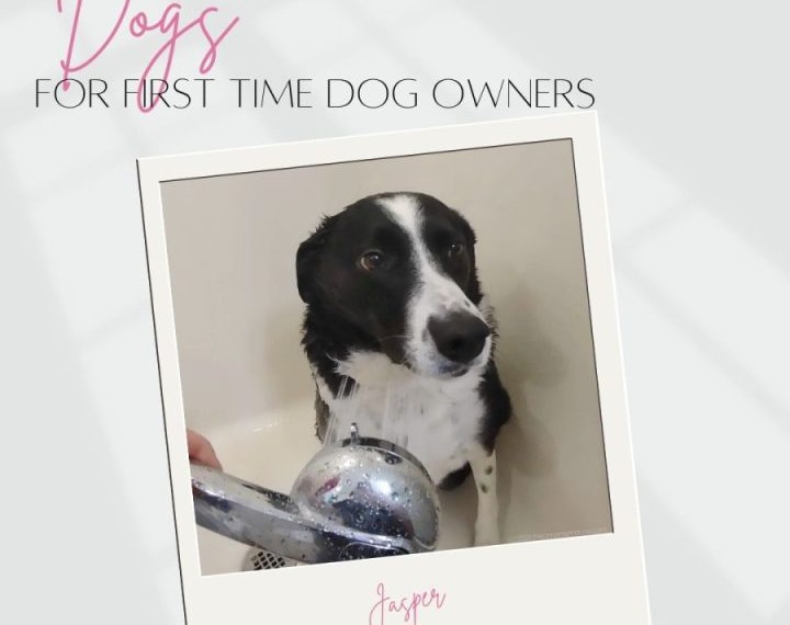 Tips For First Time Dog Owners