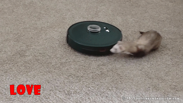Our ferret loves the bObsweep PetHair SLAM