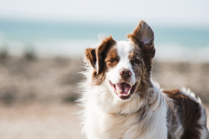 pros and cons of owning a Border Collie