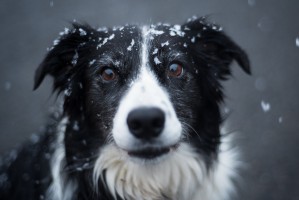 pros and cons of owning a Border Collie