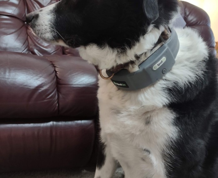 Jasper In His SpotOn GPS Collar - GPS Dog Fence