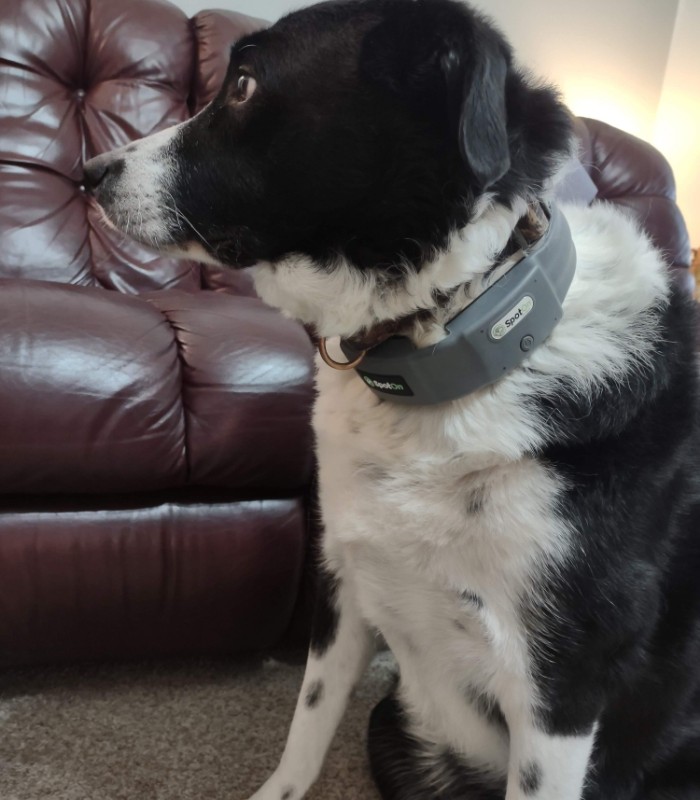 Jasper In His SpotOn GPS Collar - GPS Dog Fence