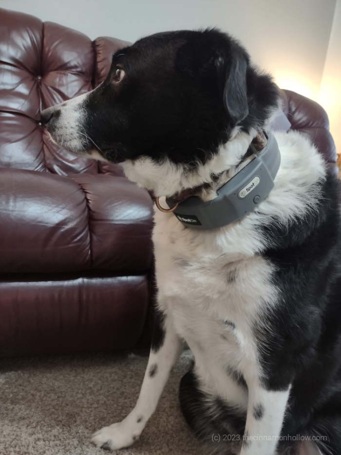 Jasper In His SpotOn GPS Collar