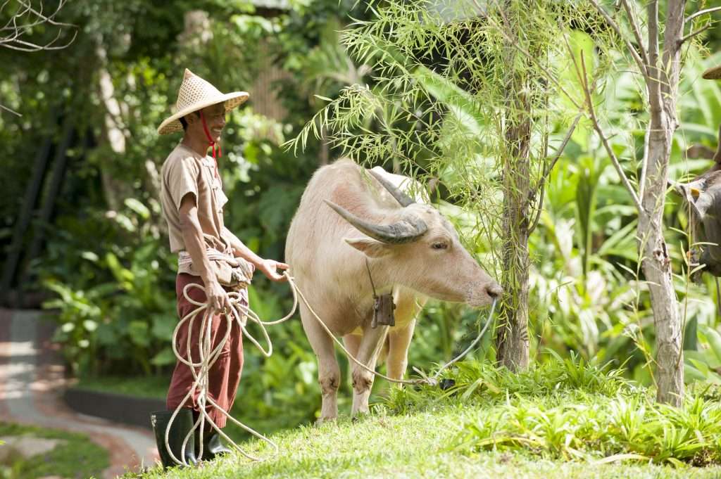 Buffalo
