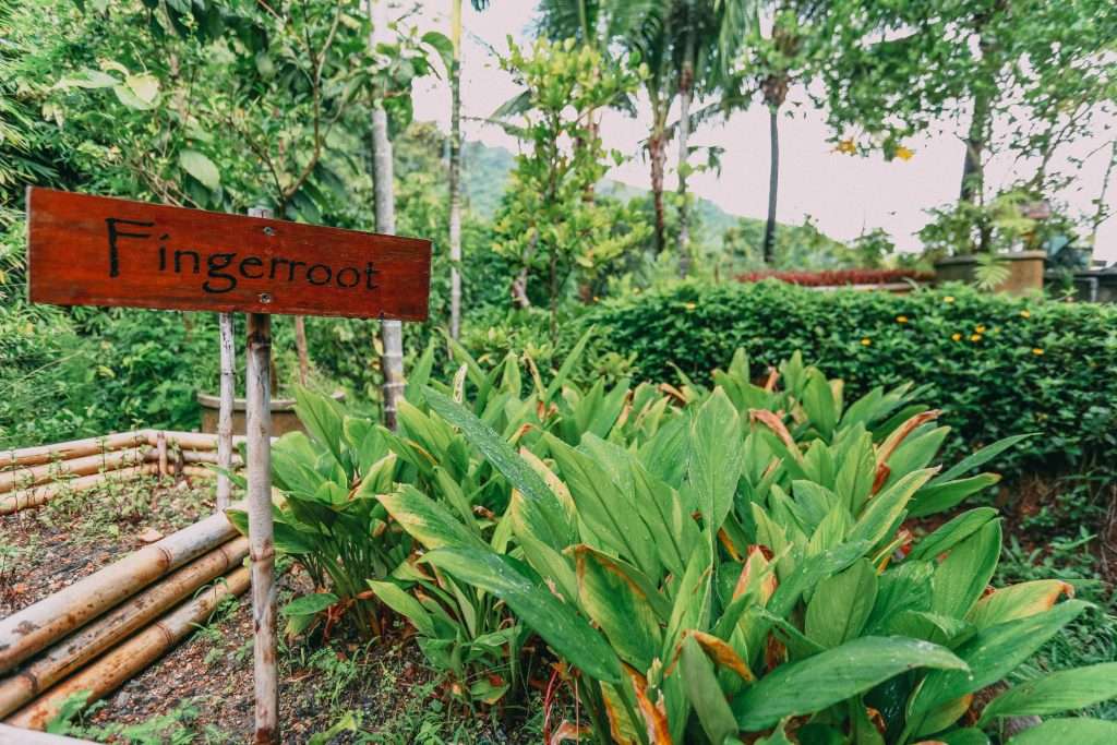organic enchanted garden