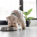 cute dog eating: raw food vs. kibble