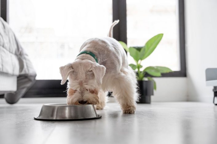 cute dog eating: raw food vs. kibble