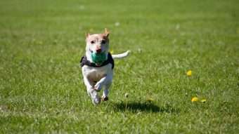 dog running on grass - keep your pet happy