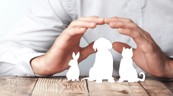 pet insurance coverage