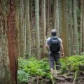 forest bathing: healing power of the great outdoors