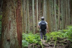 forest bathing: healing power of the great outdoors
